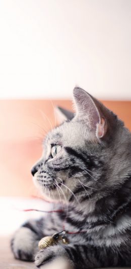 [2436x1125]猫咪 宠物猫  灰白 侧颜 苹果手机壁纸图片