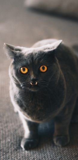 [2436x1125]猫咪 宠物猫 喵星人 大眼睛 苹果手机壁纸图片