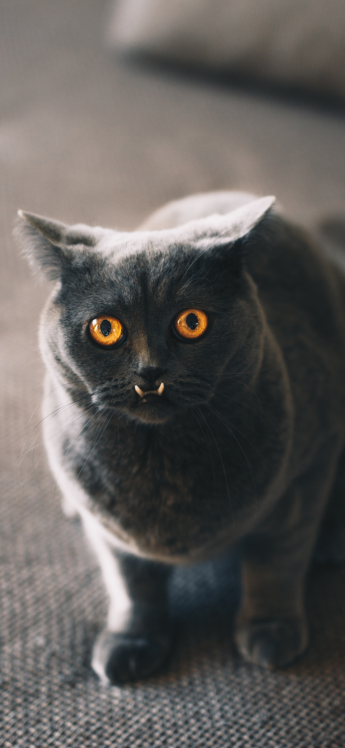 [2436×1125]猫咪 宠物猫 喵星人 大眼睛 苹果手机壁纸图片