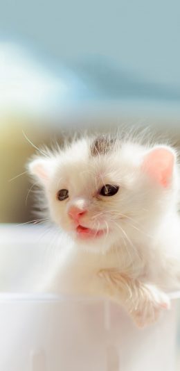 [2436x1125]猫咪 小奶猫 白色 可爱 苹果手机壁纸图片