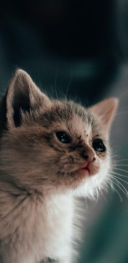 [2436x1125]猫咪 小猫 皮毛 可爱 苹果手机壁纸图片