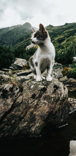[2436x1125]猫咪 岩石 帅气 花猫 苹果手机壁纸图片
