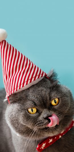 [2436x1125]猫咪 帽子 礼帽 灰猫 肥猫 苹果手机壁纸图片