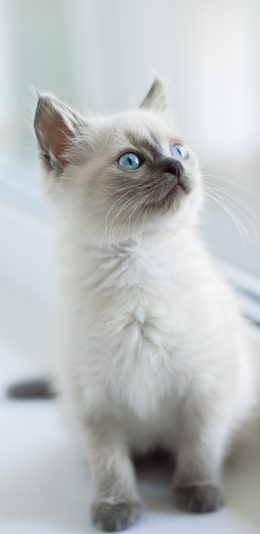 [2436x1125]猫咪 幼仔 可爱  宠物 苹果手机壁纸图片