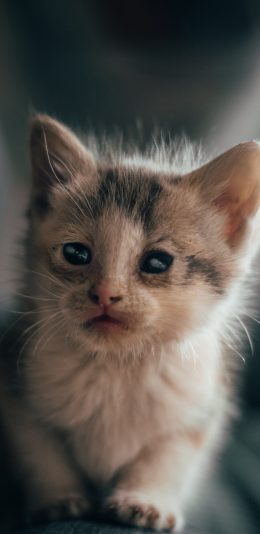 [2436x1125]猫咪 幼仔 小猫 皮毛 苹果手机壁纸图片