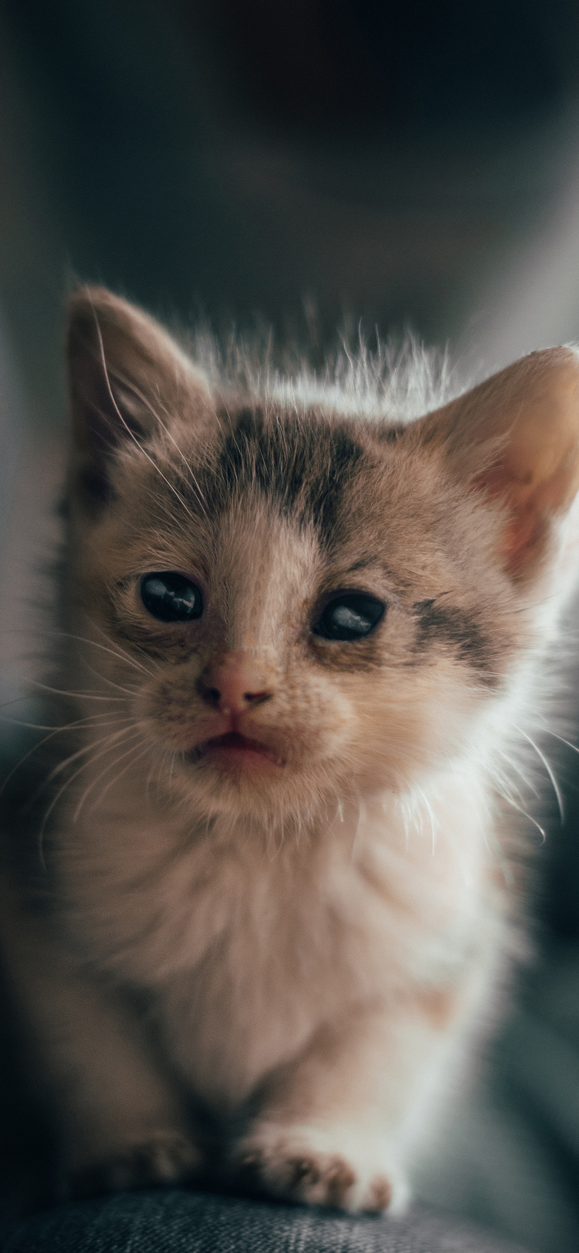 [2436×1125]猫咪 幼仔 小猫 皮毛 苹果手机壁纸图片