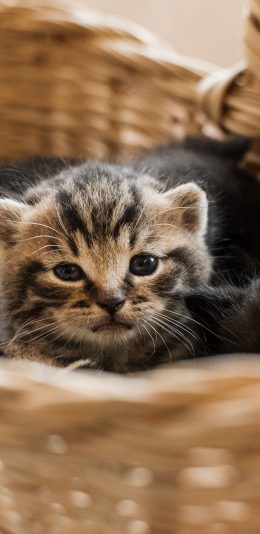 [2436x1125]猫咪 幼仔 编制篮 宠物 可爱 苹果手机壁纸图片