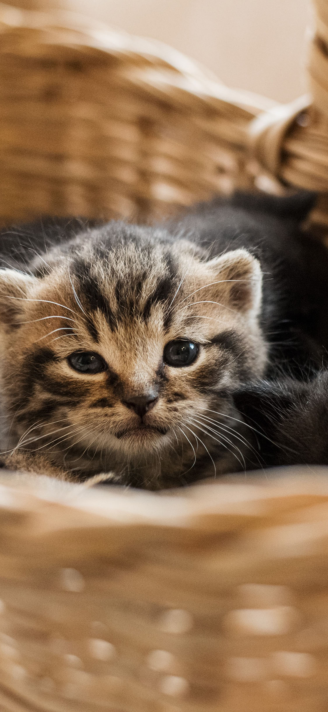 [2436×1125]猫咪 幼仔 编制篮 宠物 可爱 苹果手机壁纸图片