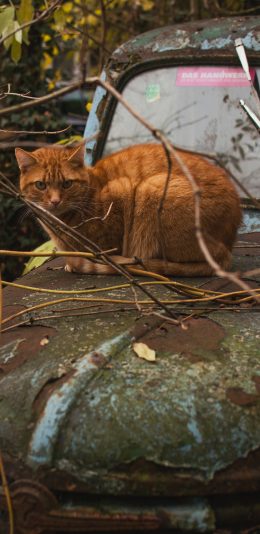 [2436x1125]猫咪 废旧 苹果手机壁纸图片