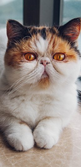 [2436x1125]猫咪 异国短毛猫 宠物 窗台 苹果手机壁纸图片