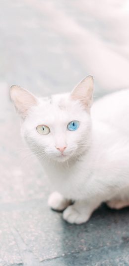 [2436x1125]猫咪 异瞳 变异 白猫 苹果手机壁纸图片