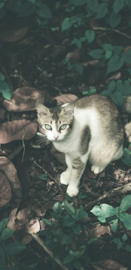 [2436x1125]猫咪 户外 落叶 宠物 苹果手机壁纸图片