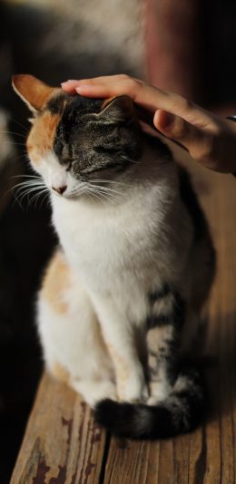 [2436x1125]猫咪 抚摸 宠物 皮毛 苹果手机壁纸图片