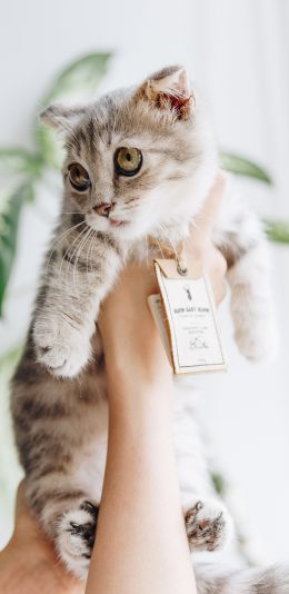[2436x1125]猫咪 挂牌 项圈 捧举 苹果手机壁纸图片
