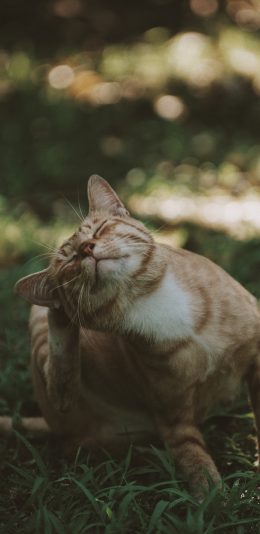 [2436x1125]猫咪 挠头 宠物 草地 苹果手机壁纸图片