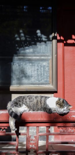[2436x1125]猫咪 故宫 阳光 宠物 苹果手机壁纸图片
