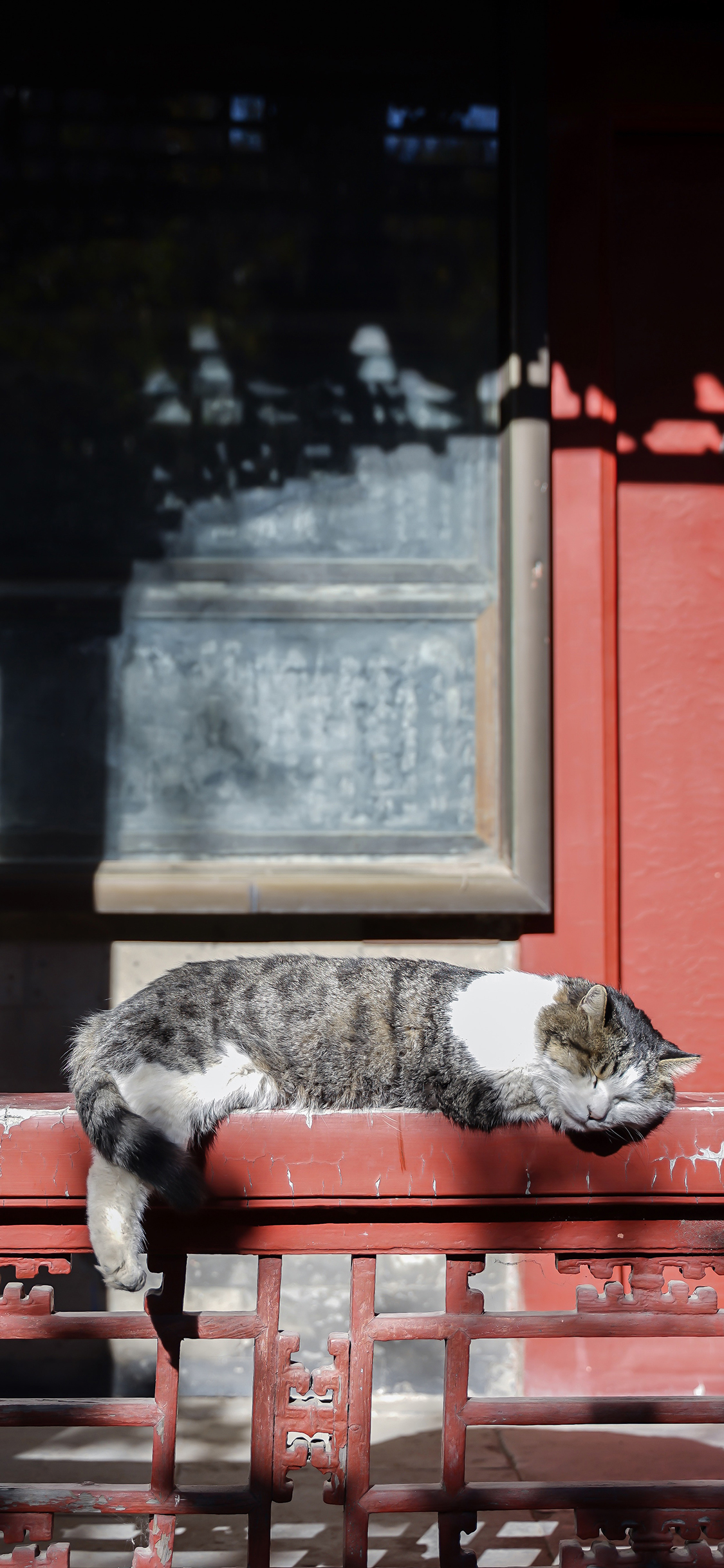 [2436×1125]猫咪 故宫 阳光 宠物 苹果手机壁纸图片