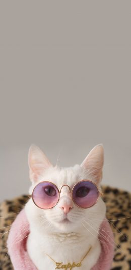 [2436x1125]猫咪 时尚 萌 宠物 喵星人 品牌 豹纹 苹果手机壁纸图片