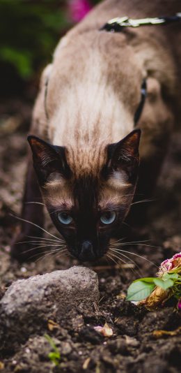 [2436x1125]猫咪 暹罗 宠物 户外 苹果手机壁纸图片