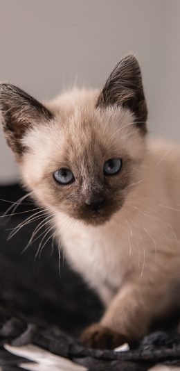[2436x1125]猫咪 暹罗猫 宠物 品种 苹果手机壁纸图片