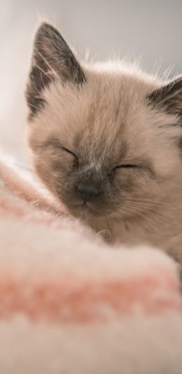 [2436x1125]猫咪 暹罗猫 宠物 品种 眯眼 幼仔 苹果手机壁纸图片