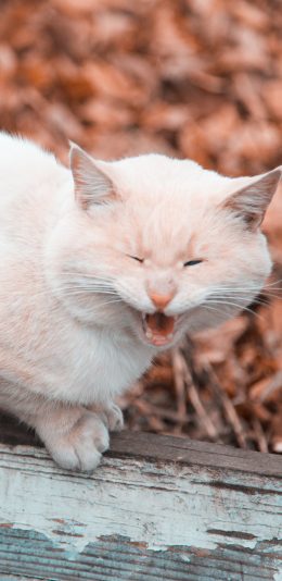 [2436x1125]猫咪 木头 宠物 渐层 苹果手机壁纸图片