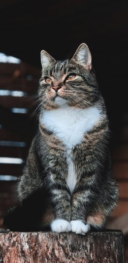 [2436x1125]猫咪 木桩 宠物 花猫 苹果手机壁纸图片