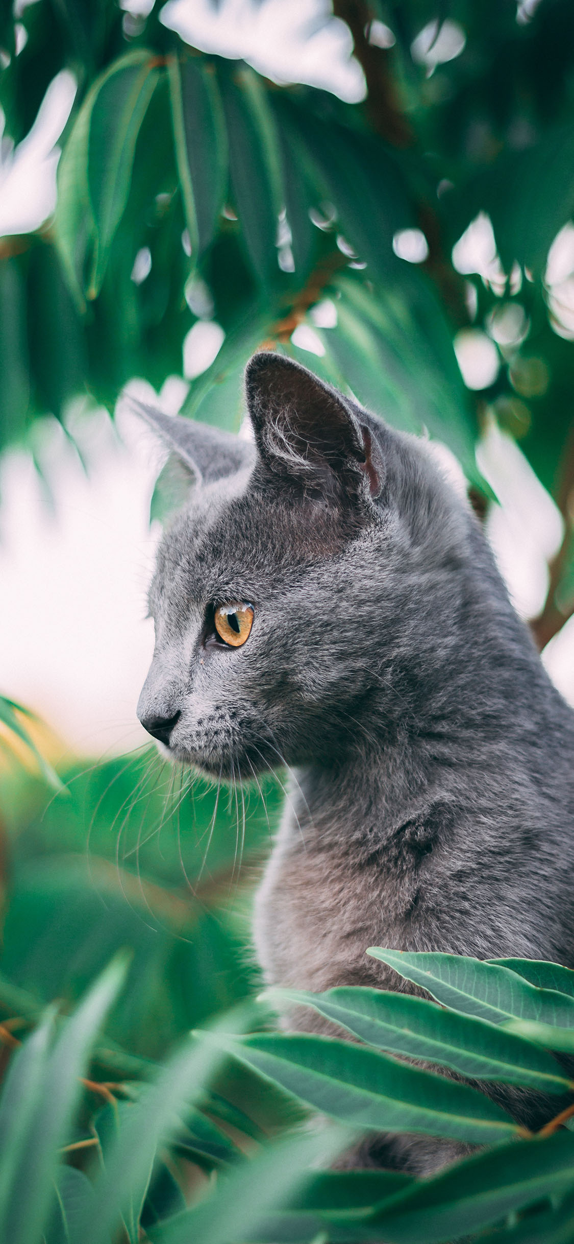 [2436×1125]猫咪 枝叶 树叶 灰猫 苹果手机壁纸图片