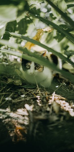 [2436x1125]猫咪 枝叶 野猫 躲避 苹果手机壁纸图片