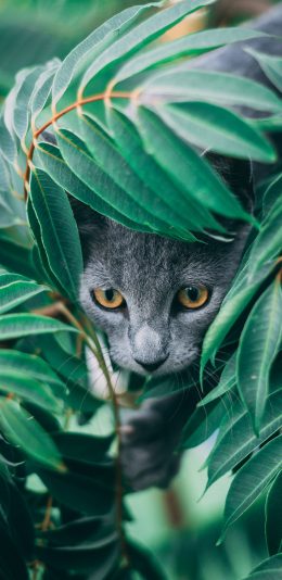 [2436x1125]猫咪 树叶 枝叶 灰猫 苹果手机壁纸图片