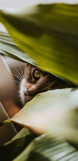 [2436x1125]猫咪 树叶 花猫 宠物 绿植 苹果手机壁纸图片