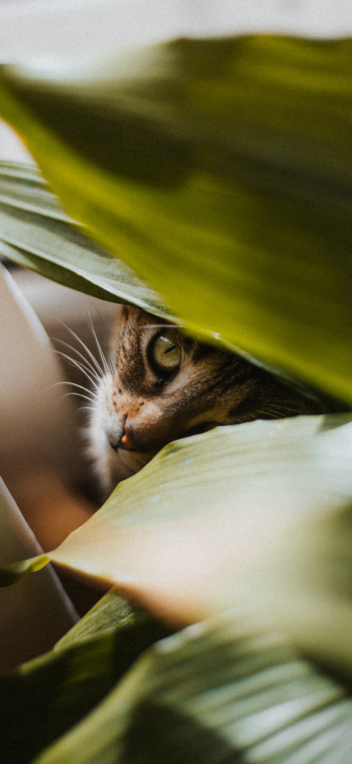 [2436×1125]猫咪 树叶 花猫 宠物 绿植 苹果手机壁纸图片