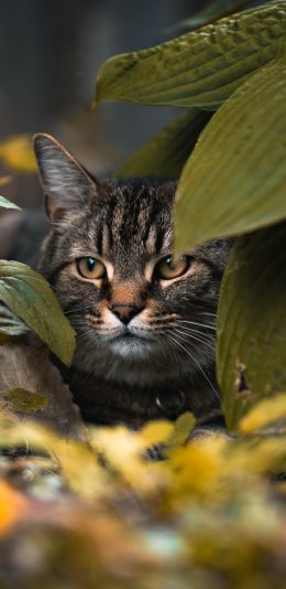 [2436x1125]猫咪 树叶 草丛 宠物 苹果手机壁纸图片