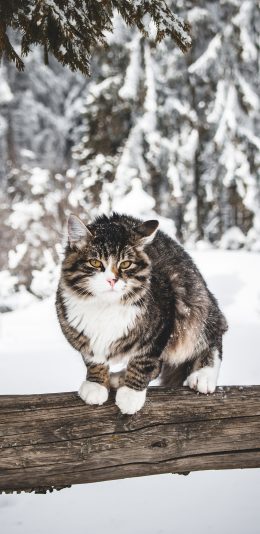 [2436x1125]猫咪 树干 雪季 户外 苹果手机壁纸图片
