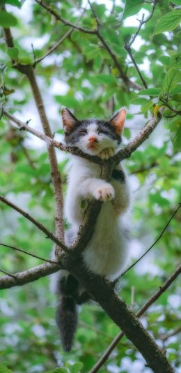 [2436x1125]猫咪 树枝 枝头 花猫 苹果手机壁纸图片