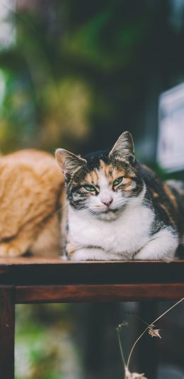 [2436x1125]猫咪 桌上 花斑猫 橘猫 苹果手机壁纸图片