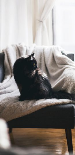 [2436x1125]猫咪 椅子 站立 宠物 苹果手机壁纸图片