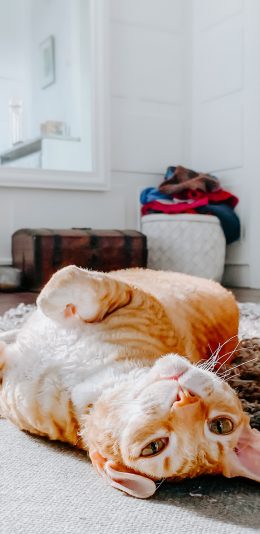 [2436x1125]猫咪 橘猫  地毯 宠物 苹果手机壁纸图片