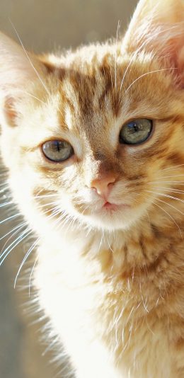 [2436x1125]猫咪 橘猫 可爱 光影 苹果手机壁纸图片