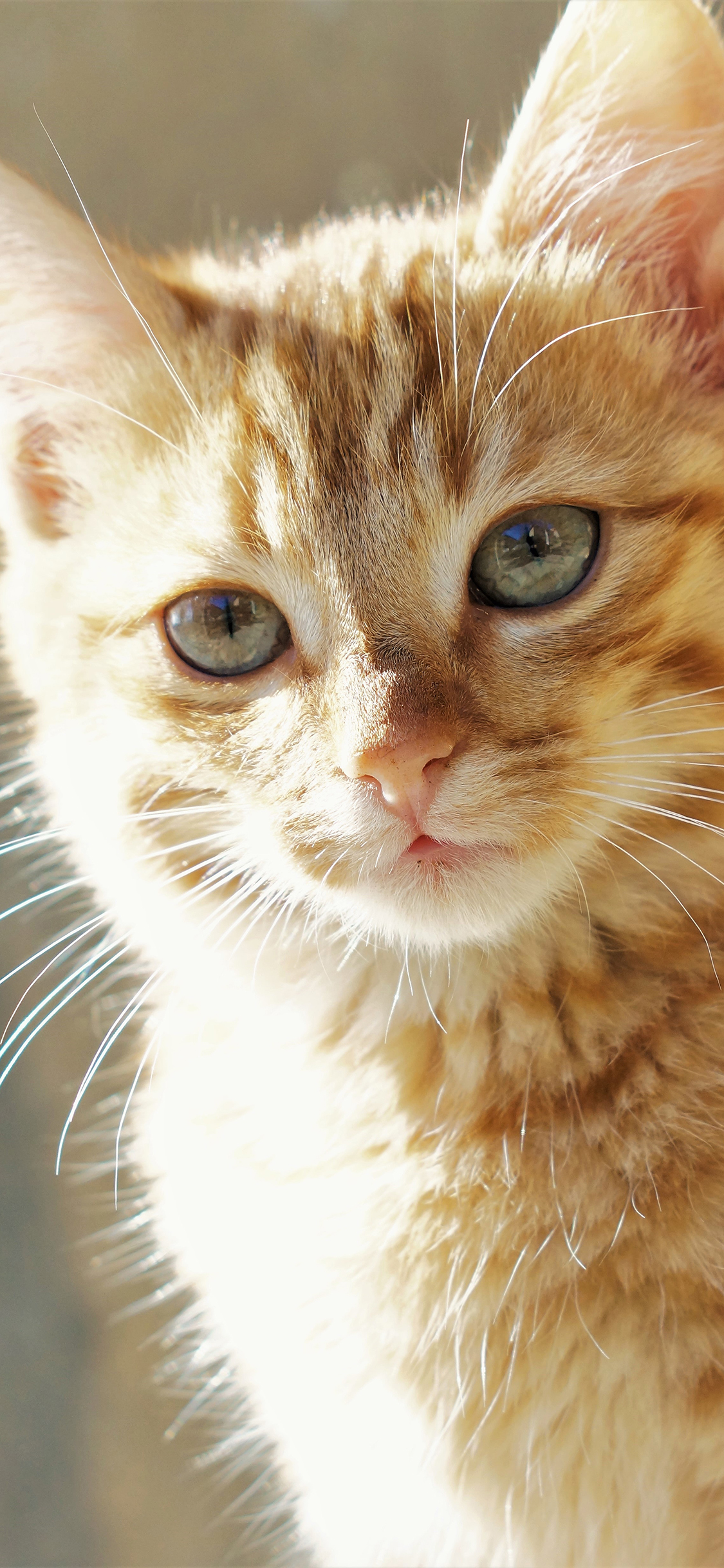 [2436×1125]猫咪 橘猫 可爱 光影 苹果手机壁纸图片