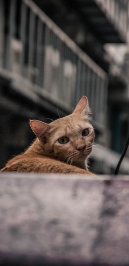 [2436x1125]猫咪 橘猫 台阶 宠物 苹果手机壁纸图片