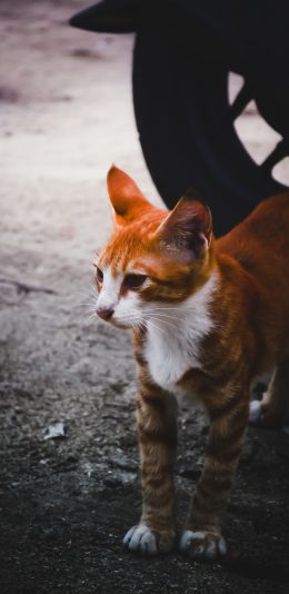 [2436x1125]猫咪 橘猫 宠物 土地 苹果手机壁纸图片