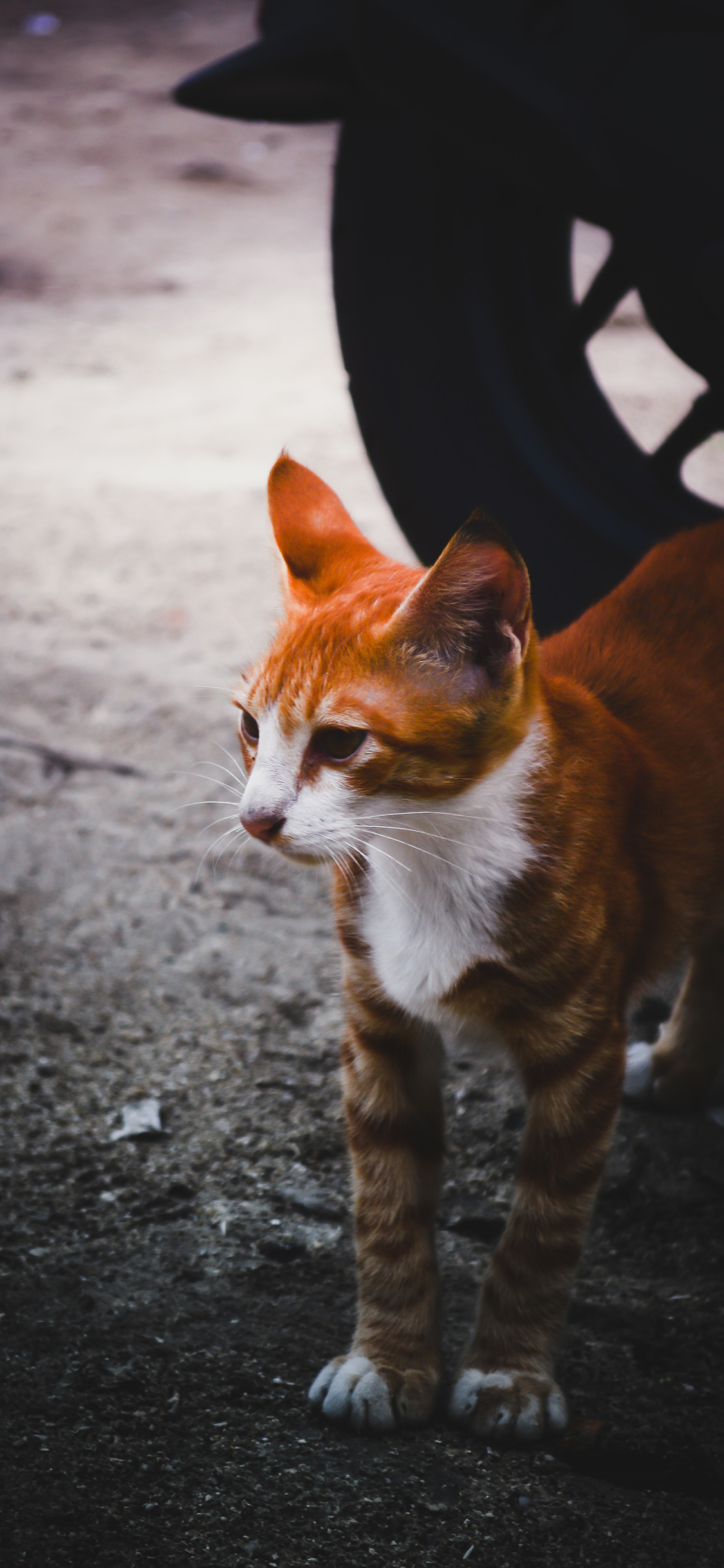 [2436×1125]猫咪 橘猫 宠物 皮毛 苹果手机壁纸图片