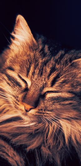 [2436x1125]猫咪 橘猫 宠物 眯眼 苹果手机壁纸图片