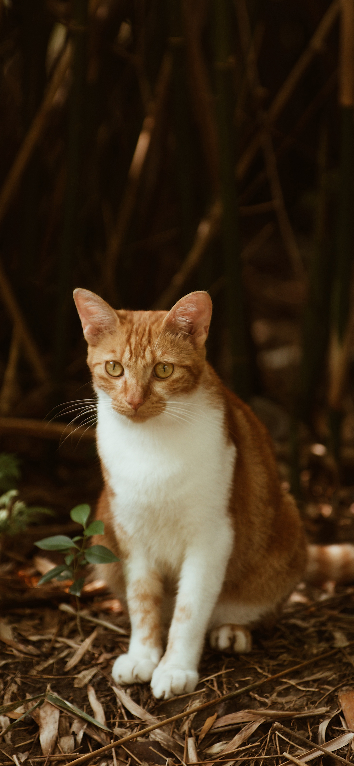 [2436×1125]猫咪 橘猫 宠物 落叶 苹果手机壁纸图片