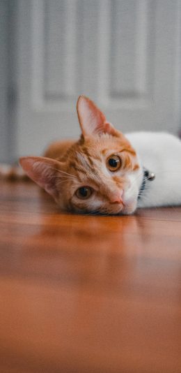 [2436x1125]猫咪 橘猫 宠物 铃铛 苹果手机壁纸图片