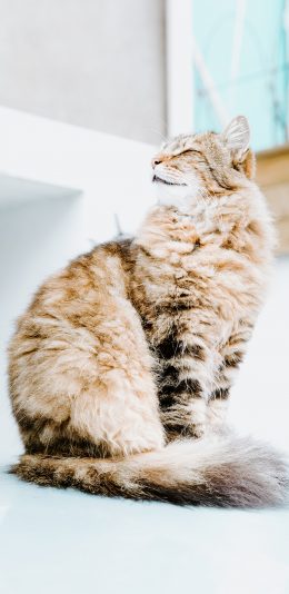 [2436x1125]猫咪 橘猫 宠物 饲养 苹果手机壁纸图片