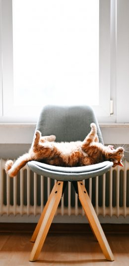 [2436x1125]猫咪 橘猫 椅子 可爱 苹果手机壁纸图片