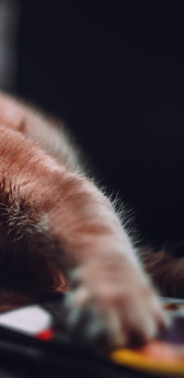 [2436x1125]猫咪 橘猫 猫爪 特写 可爱 苹果手机壁纸图片