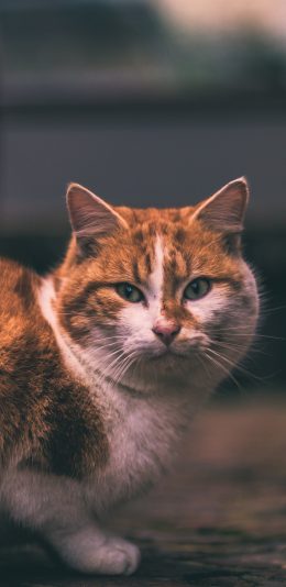 [2436x1125]猫咪 橘猫 肥猫 宠物 苹果手机壁纸图片